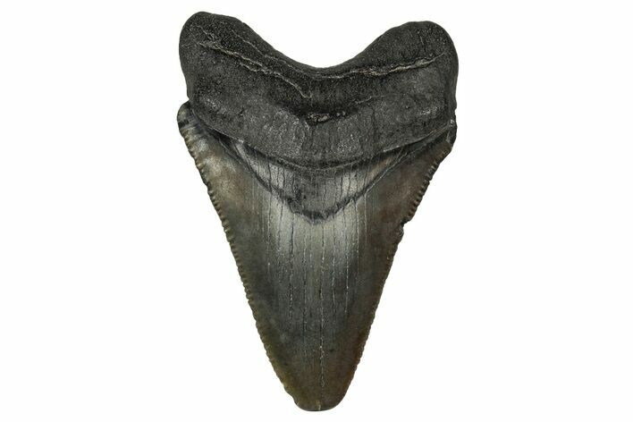 Serrated, Juvenile Megalodon Tooth - South Carolina #340472